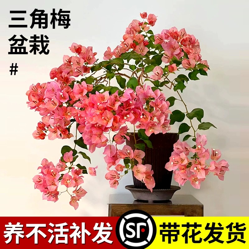 三角梅爬藤四季开花植物室内阳台花卉盆栽带花勤花马斯三角梅花苗 - 图1