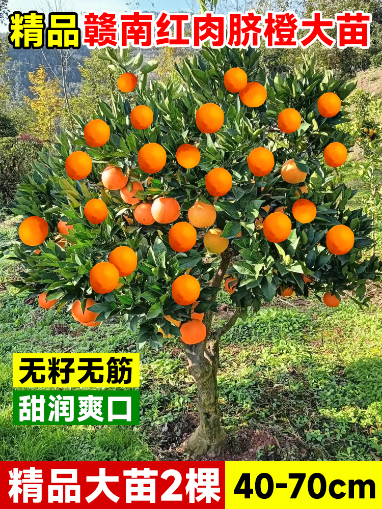 赣南脐橙树苗甜橙子树果树果苗南方种植庭院嫁接红肉血橙水果盆栽 - 图3