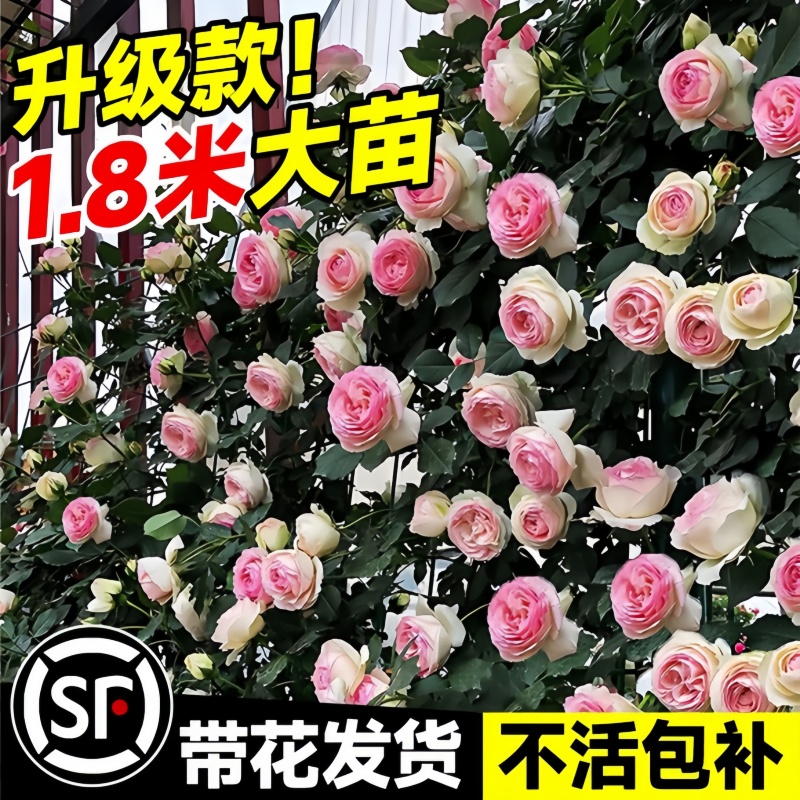 藤本月季爬藤大苗蔷薇花苗特大花庭院爬墙植物四季开花卉盆栽鲜花 - 图0