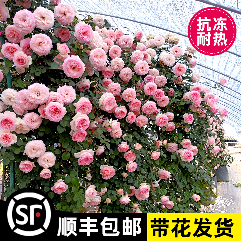 藤本月季花苗特大花浓香庭院植物室内花卉盆栽玫瑰爬藤蔷薇四季开 - 图2