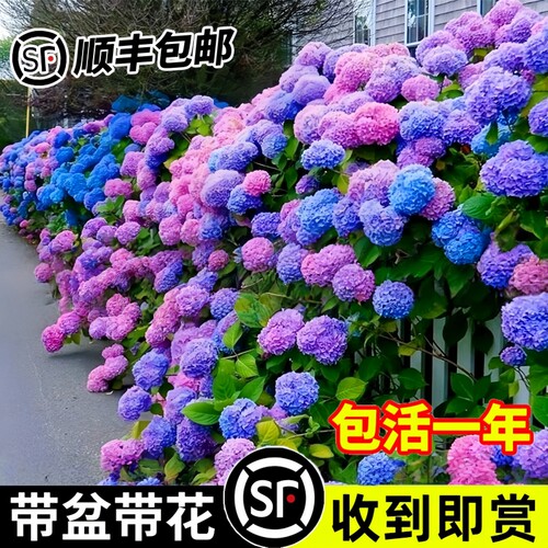 绣球花苗无尽夏盆栽带花特大花老桩室内阳台庭院四季花卉绿植植物 - 图1