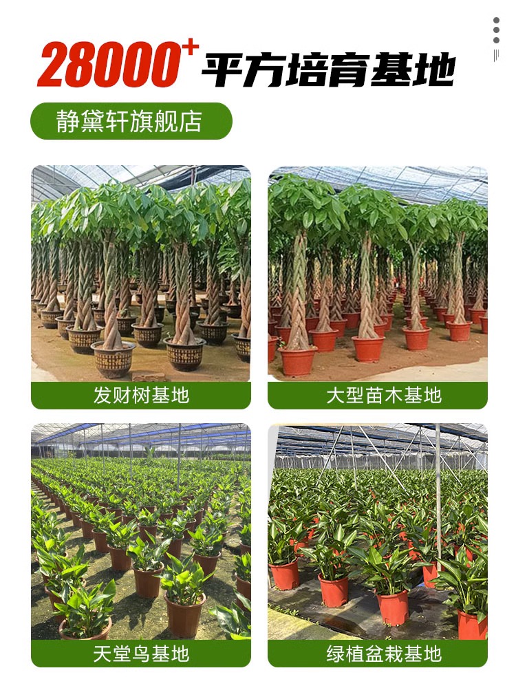 发财树盆栽室内好养大型招财树绿植物客厅办公室乔迁开业花卉盆景 - 图0