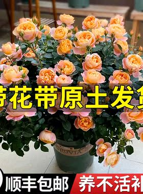 月季特大花卉灌木盆栽果汁阳台