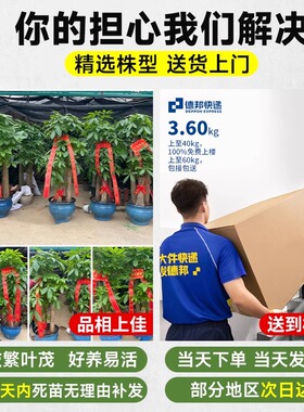 【招财旺家】步步高发财树大盆栽