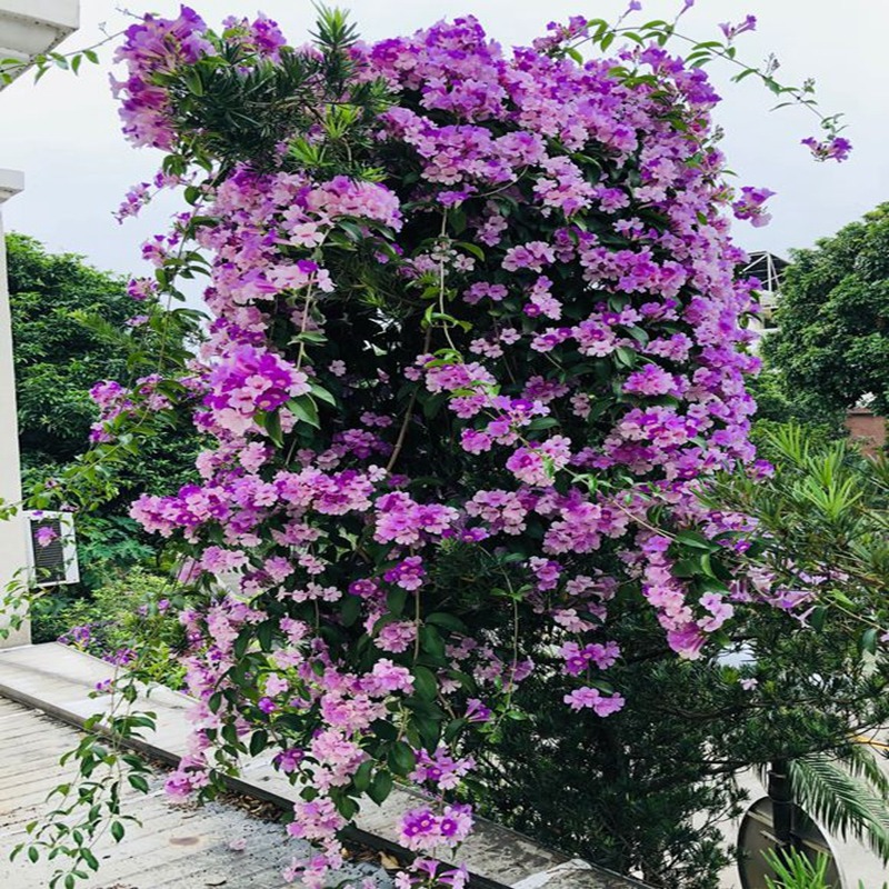 蒜香藤花苗紫铃庭院藤本植物阳台室外爬藤树苗好养绿植四季开花卉 - 图0