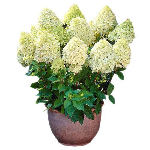 绣球花苗无尽夏盆栽带花特大花老桩室内阳台庭院四季花卉绿植植物 - 图3