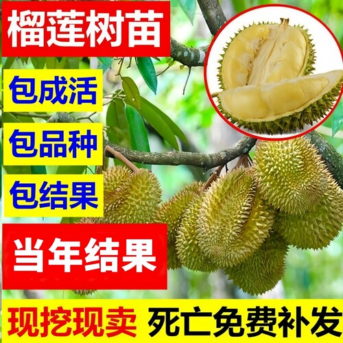 四季嫁接榴莲树苗正宗泰国猫山王金枕榴莲苗南方种植带叶当年结果 - 图2