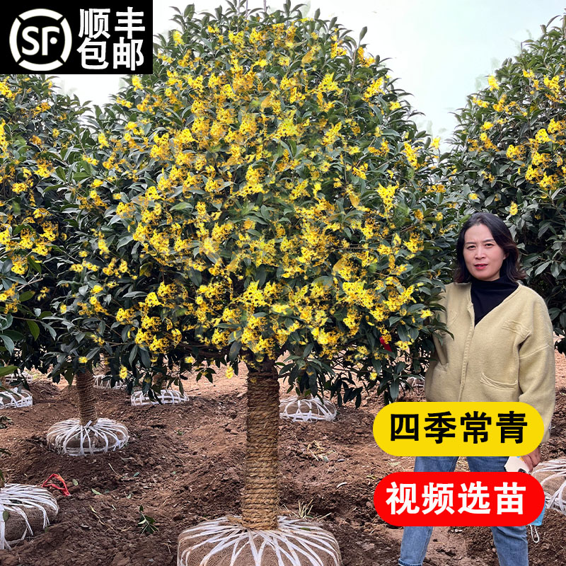 大型桂花树苗庭院地栽原生金桂丹桂浓香型花卉盆栽植物四季桂花开 - 图1