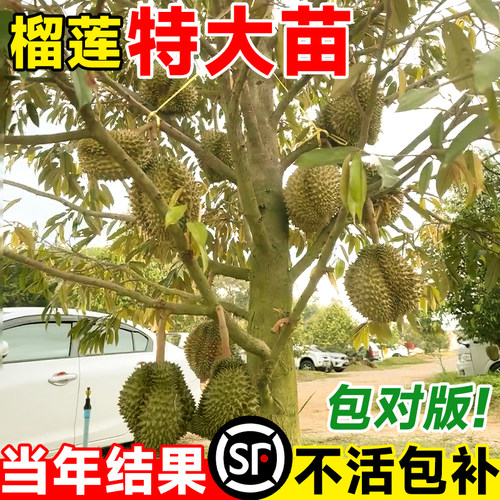 四季嫁接榴莲树苗正宗泰国猫山王金枕榴莲苗南方种植带叶当年结果 - 图0