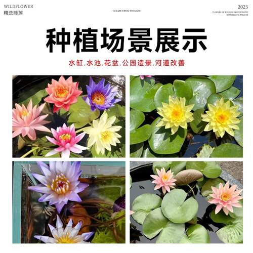 睡莲水培植物带花苞四季好养池塘荷花藕种盆栽水养水莲花根块种子 - 图3