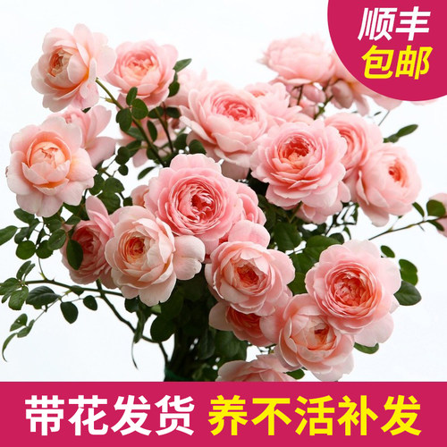【瑞典女王】月季花苗特大花浓香型阳台花卉盆栽庭院四季开花玫瑰 - 图1