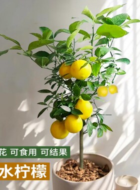 香水柠檬树苗盆栽食用老桩