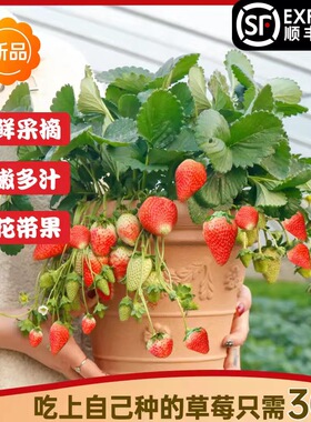 奶油草莓苗四季盆栽食用带花带果