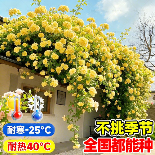 黄木香花苗爬藤植物老桩特大苗红白木香树苗庭院室内四季好养花卉 - 图1