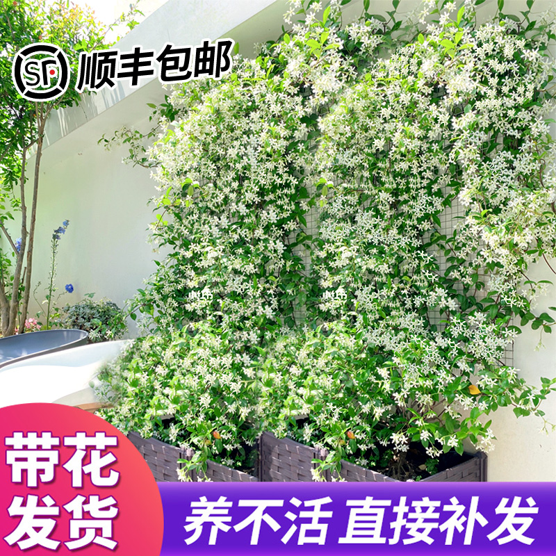 风车茉莉爬藤植物垂丝络石藤四季开花苗室内阳台花卉盆栽常青绿植 - 图1