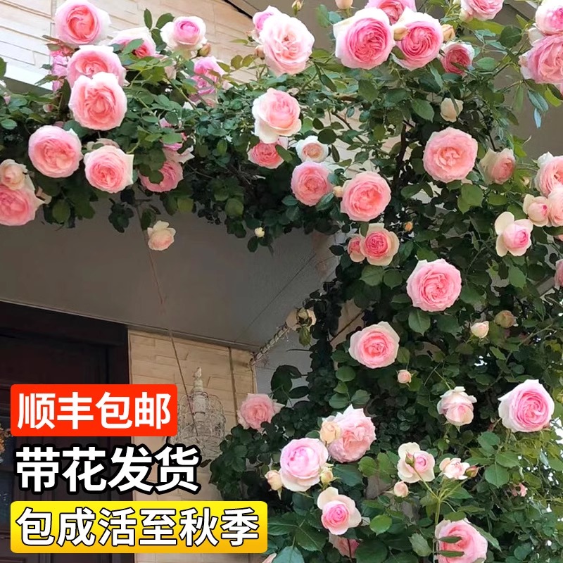 藤本月季爬藤大苗蔷薇花苗特大花庭院爬墙植物四季开花卉盆栽鲜花 - 图1