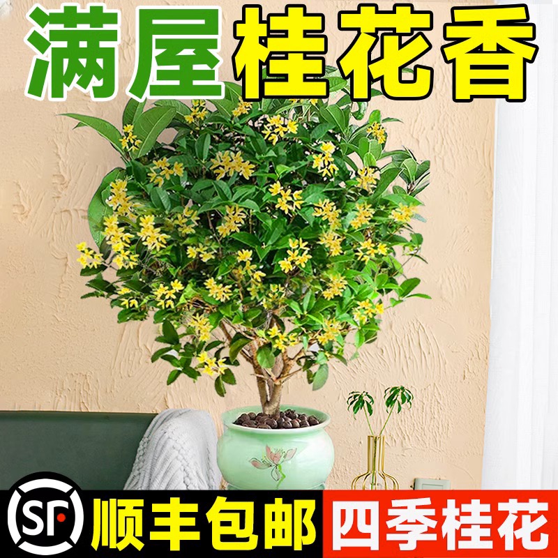 桂花树苗四季桂盆栽绿植可食用金桂四季桂浓香型耐寒植物好养易活 - 图2