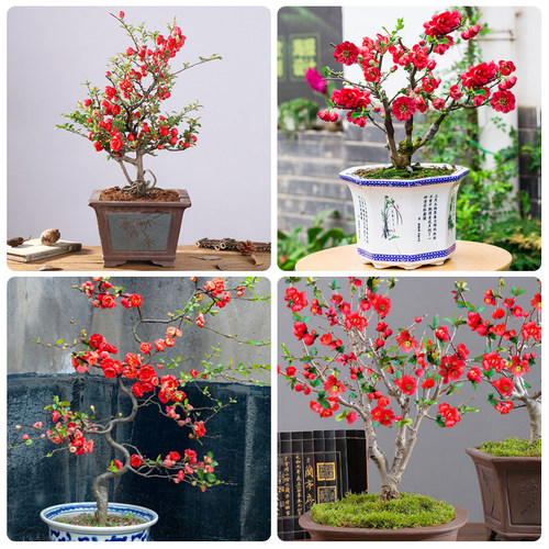 海棠花树苗盆栽带花苞老桩耐寒植物室内庭院阳台花卉绿植四季开花 - 图2