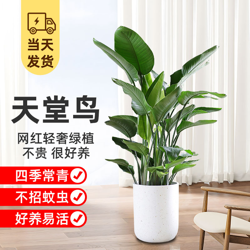 天堂鸟客厅盆栽办公室内大型绿植好养易活家用吸甲醛落地大叶植物-图2