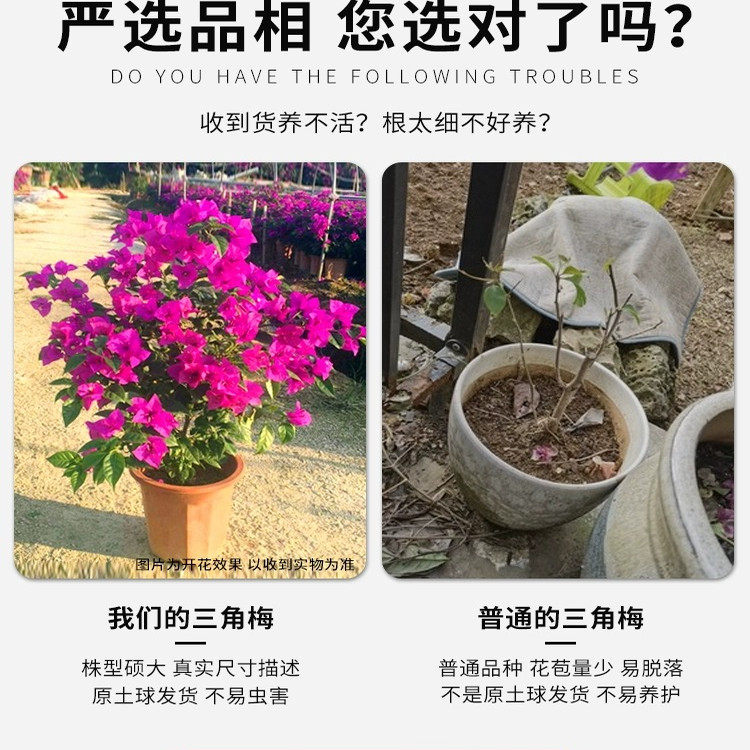 三角梅盆栽带花苗爬藤植物重瓣老桩室内阳台盆栽马斯花卉庭院四季,淘宝优惠券,粉丝福利购,淘宝优惠卷