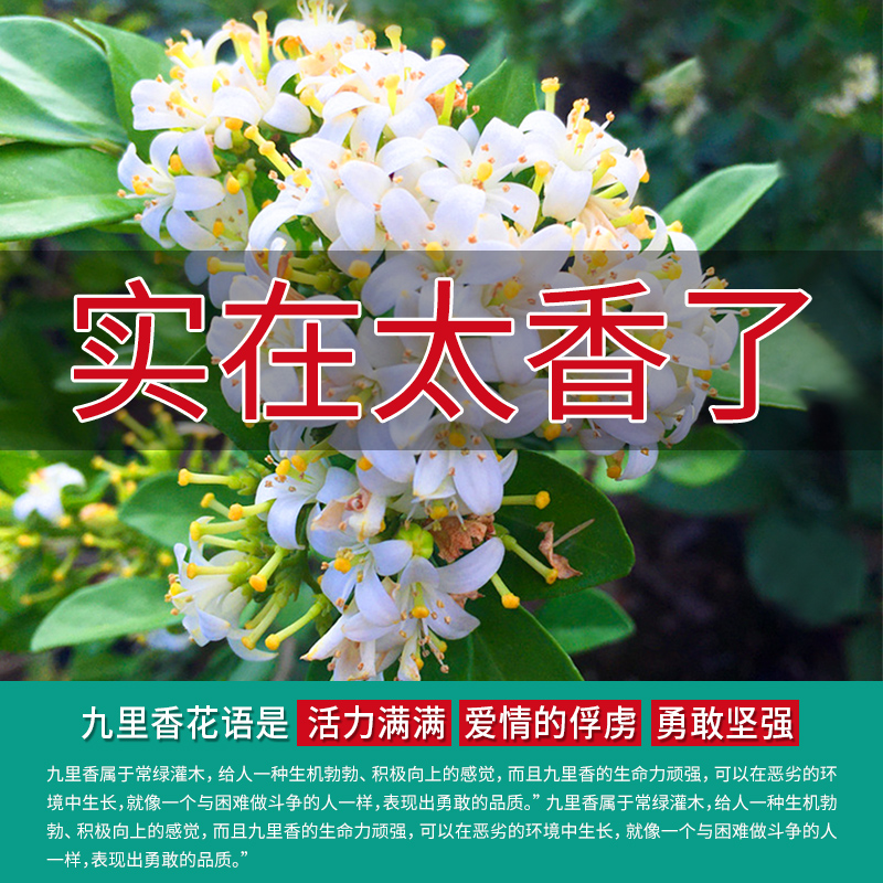 九里香盆栽花苗带花苞四季开花卉驱蚊夜来香室内水培好养绿植植物-图1