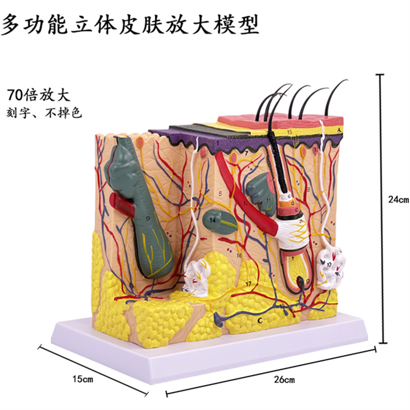 皮肤模型人体毛囊汗腺结构放大70倍毛发生长立体层次美容教学模具 - 图3