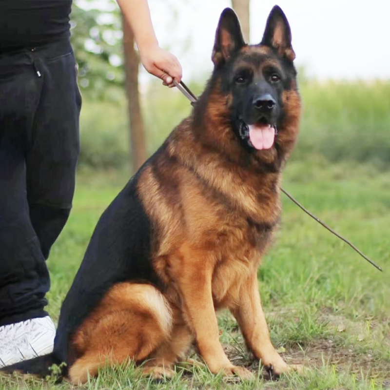 【广东犬舍】纯种德牧犬幼犬活体德国牧羊犬警犬大型黑背军犬小狼