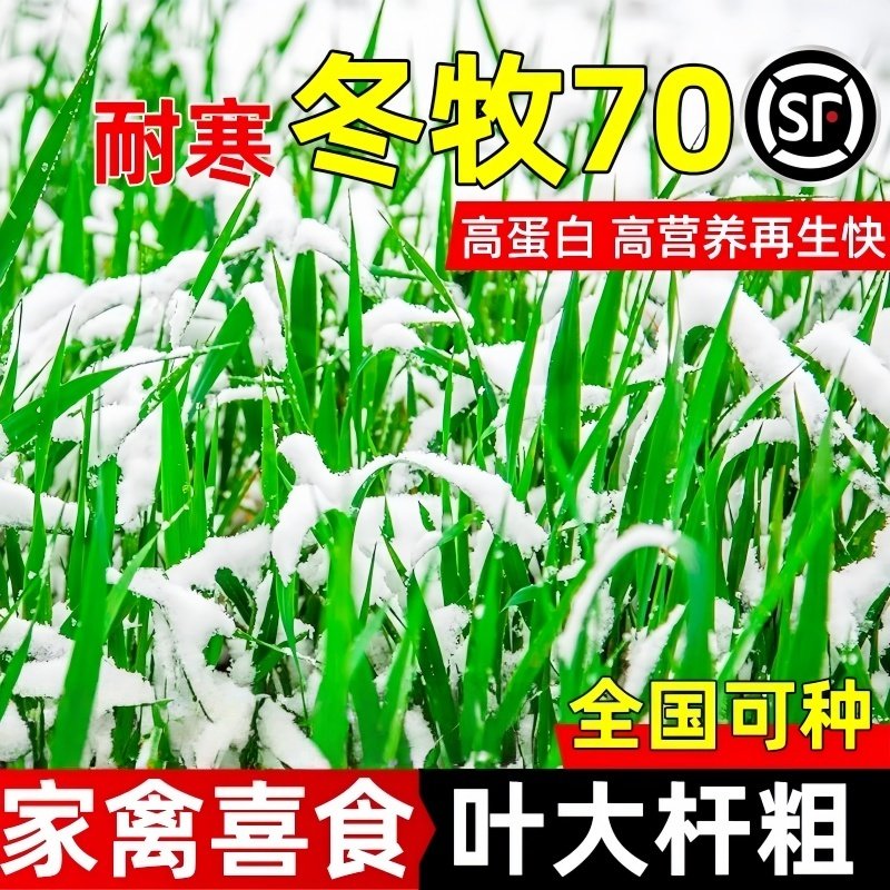 高产牧草冬牧70黑麦草种籽耐寒养殖家畜四季常青多年生牛羊鱼草籽,淘宝优惠券,粉丝福利购,淘宝优惠卷