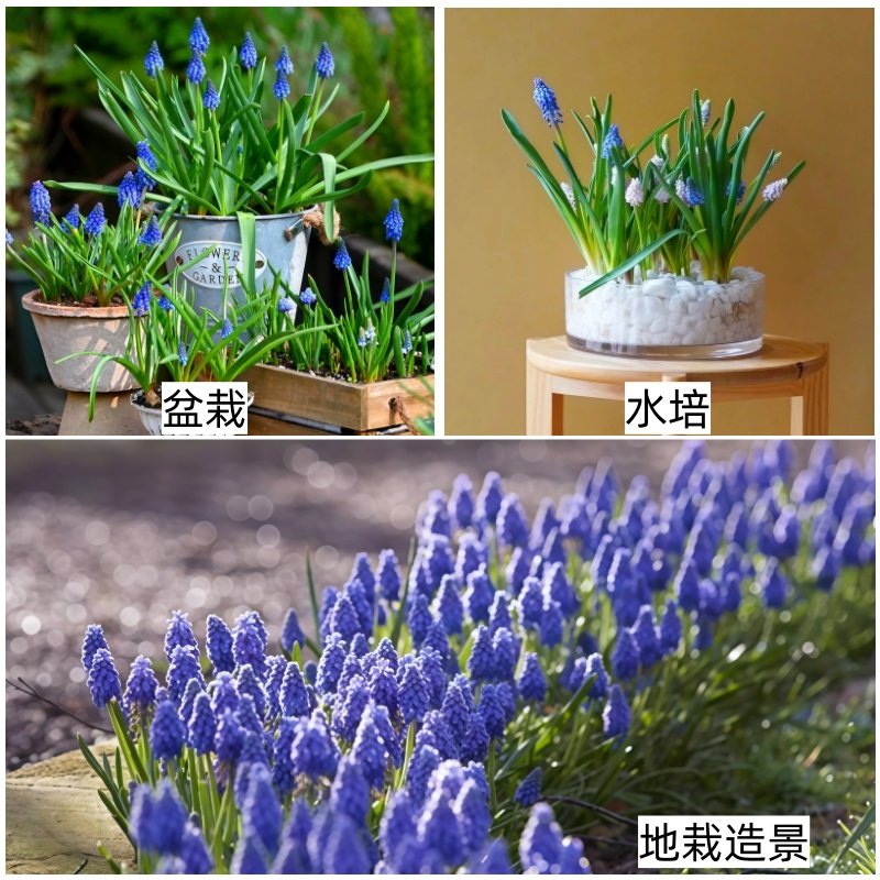 葡萄风信子种球宿根多年生球根花卉阳台庭院四季水培盆栽花种子籽,淘宝优惠券,粉丝福利购,淘宝优惠卷