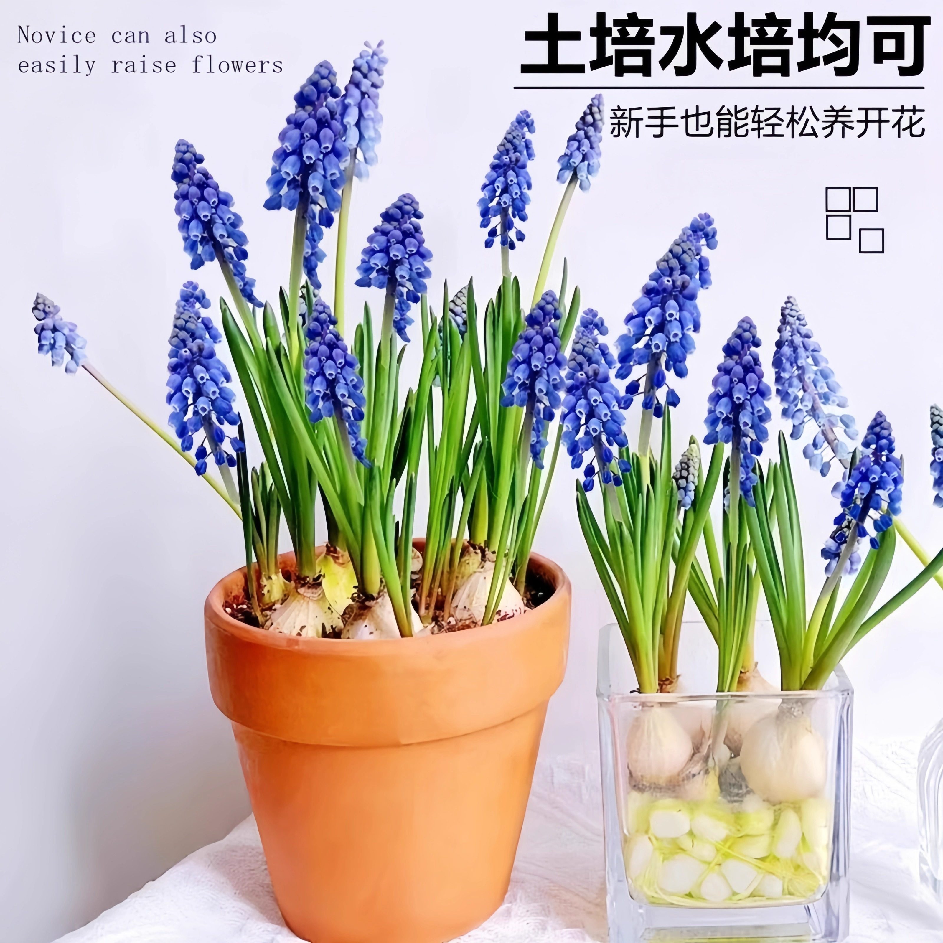 葡萄风信子种球宿根多年生球根花卉阳台庭院四季水培盆栽花种子籽,淘宝优惠券,粉丝福利购,淘宝优惠卷