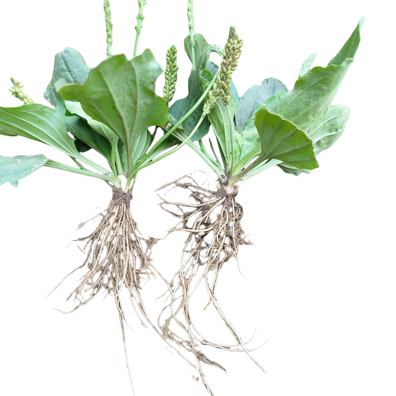 野生车前草苗带泥食用车前草盆栽牛舌草车轮草天然中药材整颗带根,淘宝优惠券,粉丝福利购,淘宝优惠卷