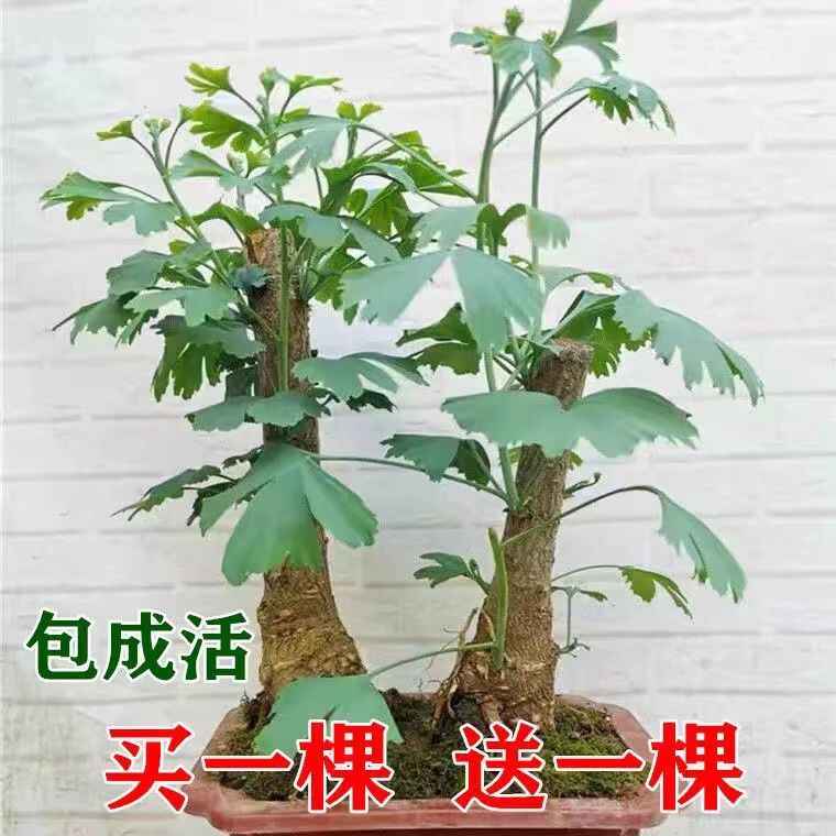 盆栽関連 紅紫檀 樹形良好 白四角鉢 秋に赤い実 葉は紅葉します 少し豊富な贈り物