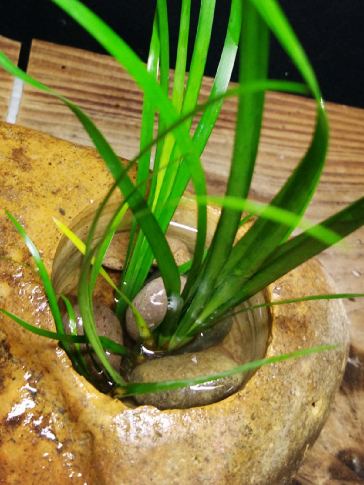 鱼缸天然造景石头 水族箱装饰真石爬宠箱装饰 菖蒲攀附石盆水盆 - 图0