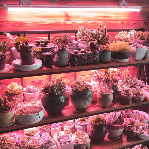全光谱LED植物生长灯多肉补光灯室内花卉培育苗防徒上色家用灯管 - 图0