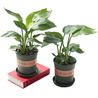 天堂鸟龟背竹植物盆栽花盆鹤望兰大叶室内客厅北欧绿植花卉好养 虎窝淘