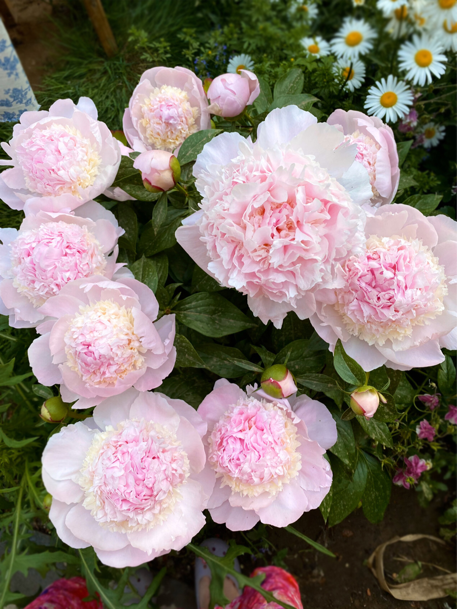 重瓣芍药花苗带芽根块四季花卉多年生阳台庭院浓香花植物盆栽耐寒 - 图1