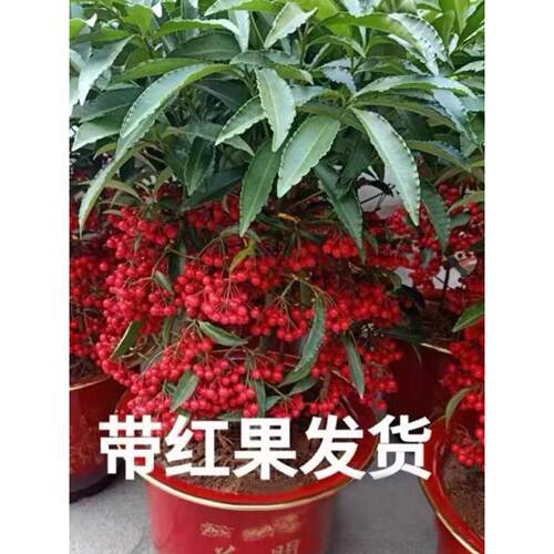 金玉满堂花植物带果发货富贵籽盆栽黄金万两室内客厅年宵花绿植 - 图3