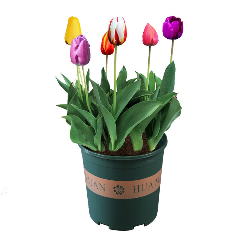 10颗郁金香5度球种球地栽阳台土水培盆栽四季风信子花卉秋冬耐寒,淘宝优惠券,粉丝福利购,淘宝优惠卷