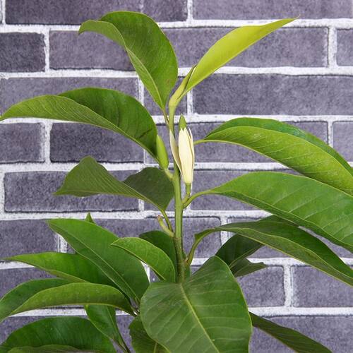 白兰花盆栽树苗带花苞玉兰花室内庭院多季开花浓香花卉黄角兰植物 - 图2