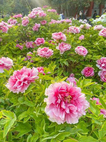 牡丹花苗盆栽正宗洛阳带花苞牡丹花种大苗缠枝重瓣花卉牡丹花树苗 - 图2