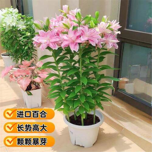 进口重瓣多头香水百合种球带牙耐寒当年盆栽室内外花卉绿植盆栽 - 图0