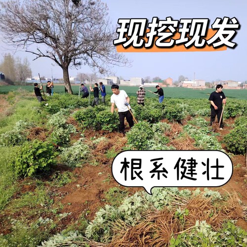 洛阳正宗牡丹花四季花苗老桩重瓣大花盆栽地栽阳台庭院 - 图1