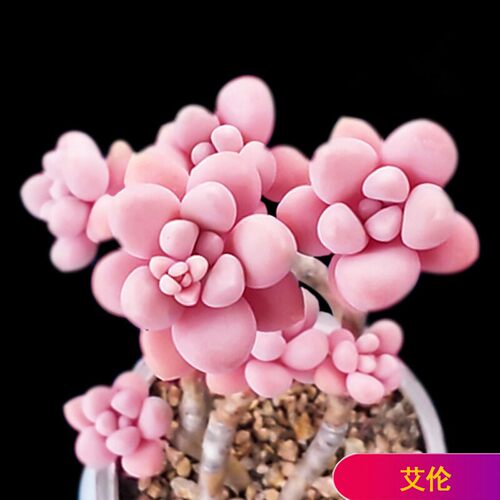 山地玫瑰多肉植物大颗好养肉肉植物室内组合盆栽花卉绿植精品多肉 - 图3