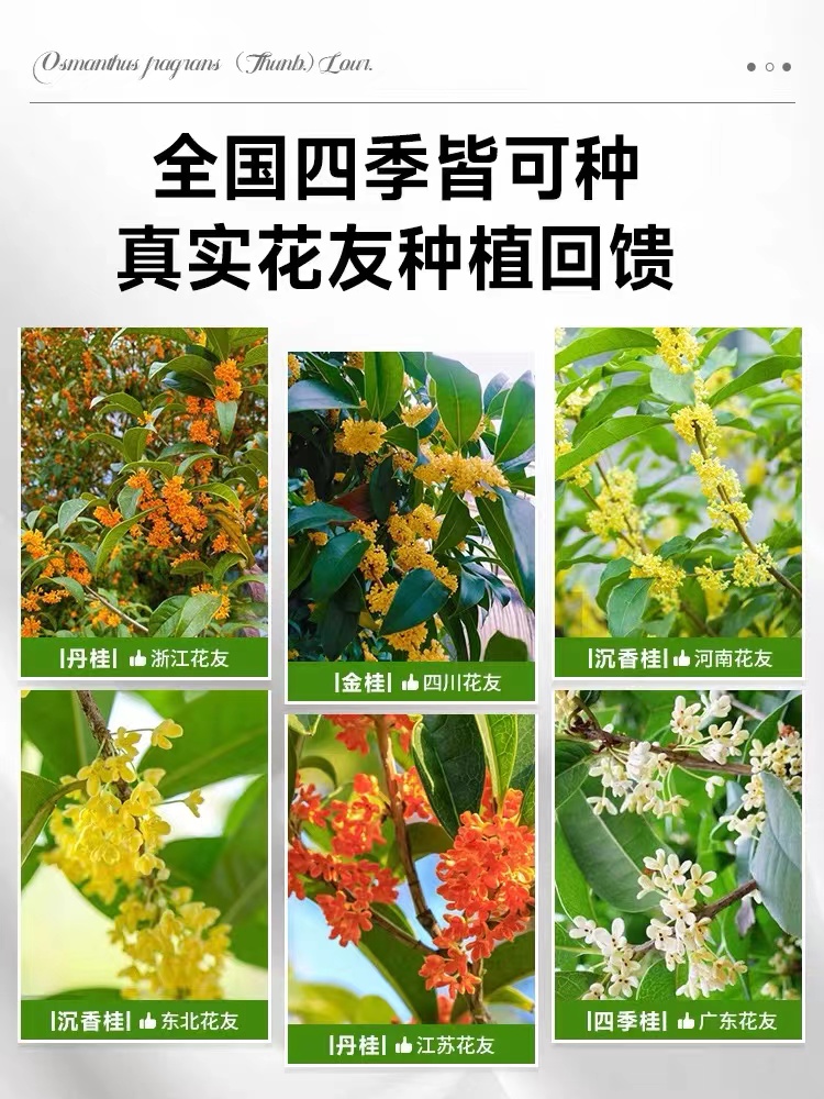 金桂花树苗盆栽八月桂花苗庭院耐寒大树苗四季开花卉阳台花期精品-图3