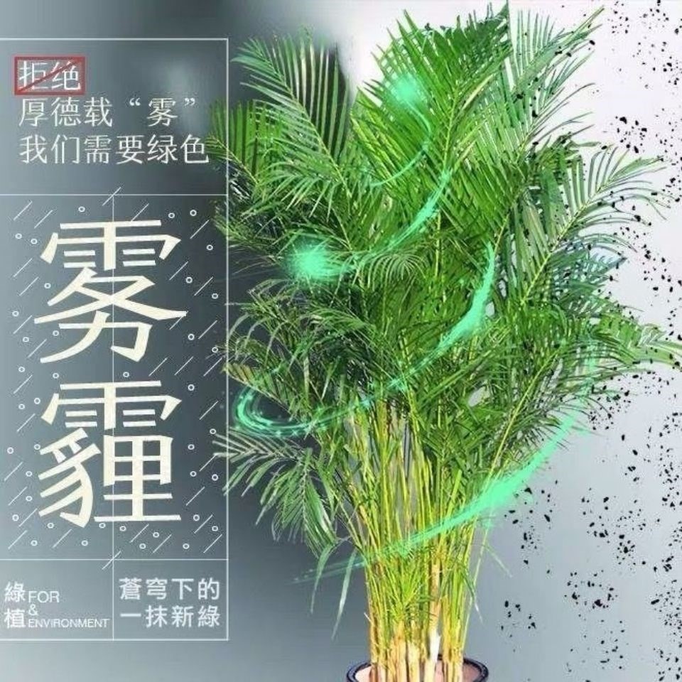 适合种在室内喜阴植物散尾葵栽室内客厅易活好养四季大盆网红植物 - 图3