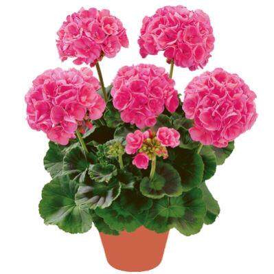 天竺葵盆栽葵花苗重瓣四季新品垂吊进口大花卉植物阳台庭院花盆 - 图2