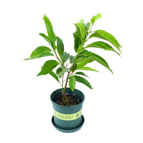 白兰花盆栽树苗带花苞玉兰花室内庭院多季开花浓香花卉黄角兰植物 - 图3