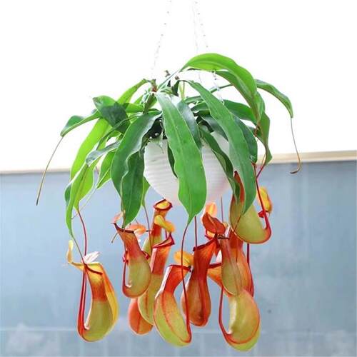 猪笼草盆栽室内客厅四季花卉阳台食虫驱蚊捕蝇草庭院好养吊兰植物 - 图2