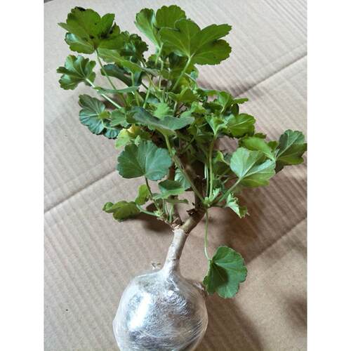 天竺葵盆栽葵花苗重瓣四季新品垂吊进口大花卉植物阳台庭院花盆 - 图1