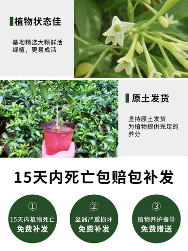 夜来香花苗盆栽阳台庭院夏季驱蚊香草树苗夜来香植物花卉当年开花 - 图1